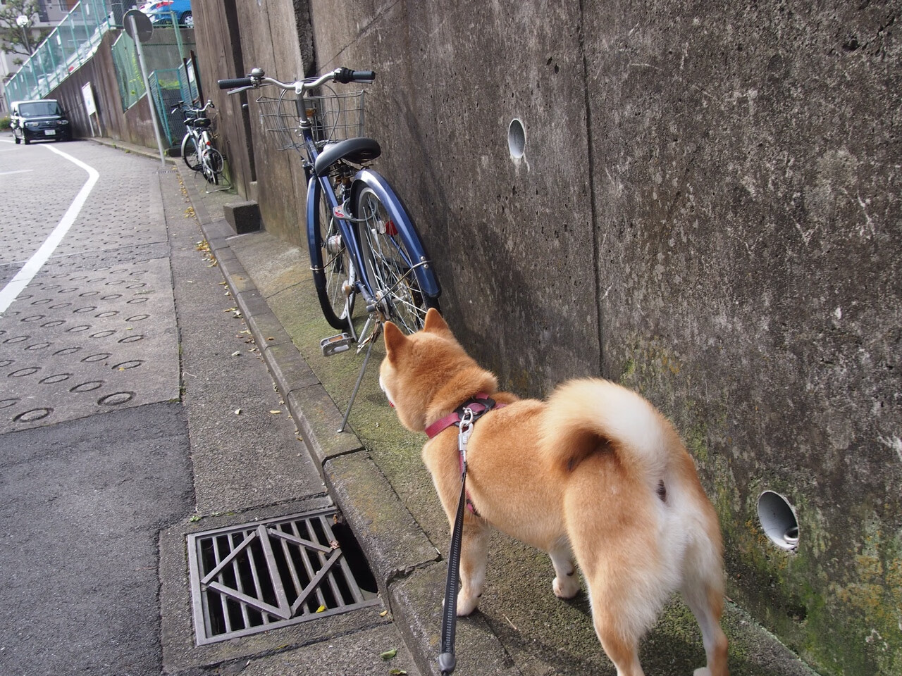 末节19分弑旧主，篮网悬崖边逆袭，切特是如何从战术末节炼成关键先生的？