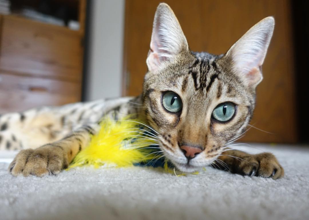 绝境长城,当小贾伦的指尖筑起叹息之墙,掘金已悄然为山西收起棋盘