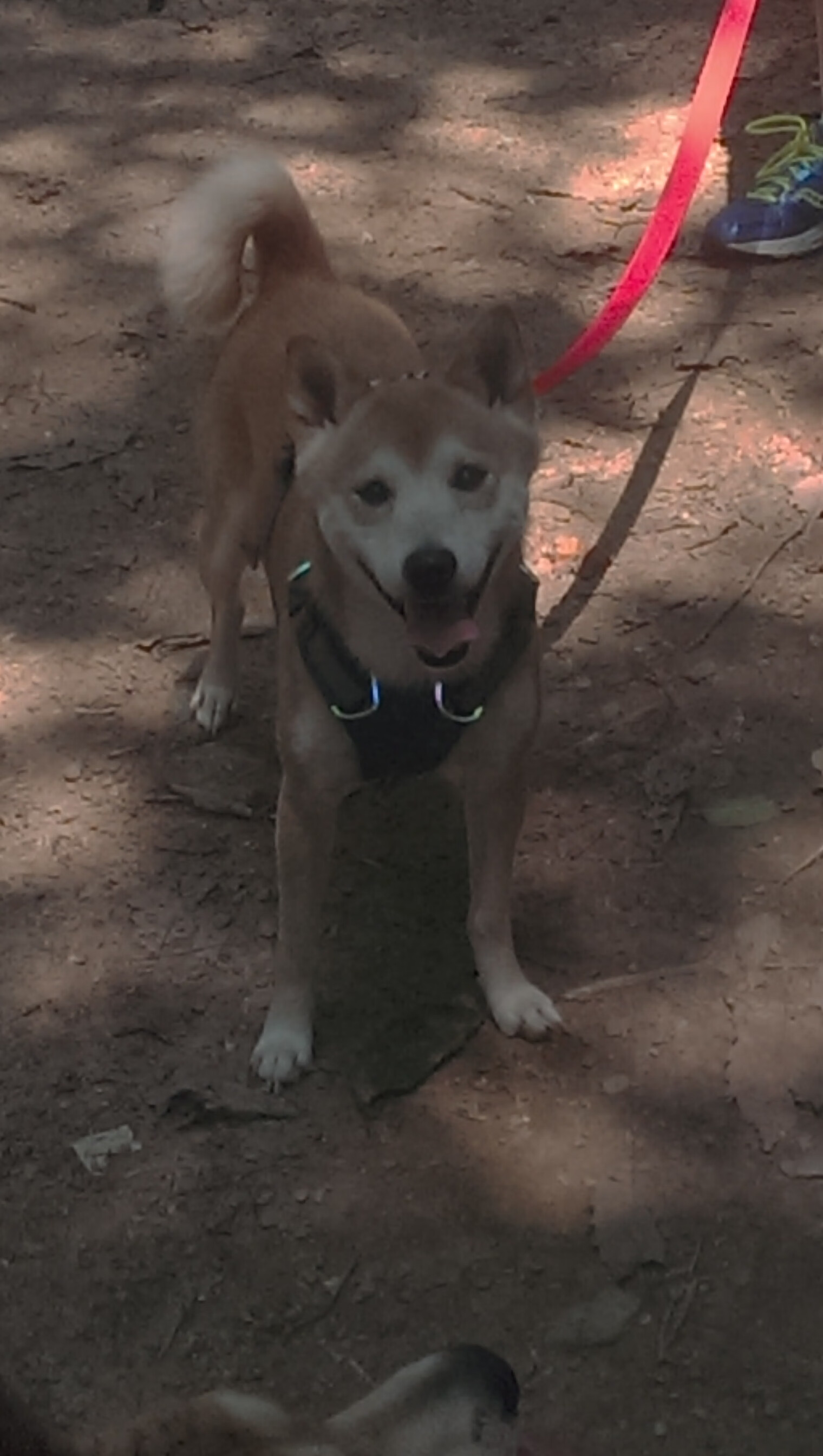 舞台与战术,塔图姆的闪耀与雷霆的团队压制
