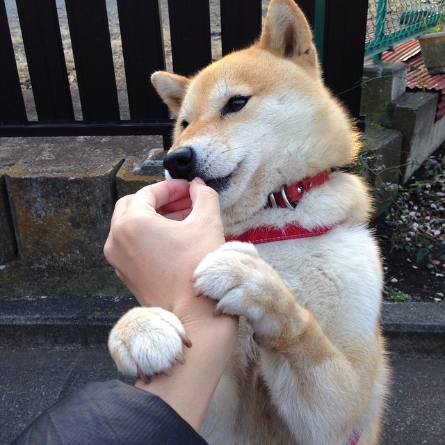 无界之战，巴斯托尼的优雅刀锋与马里勇士的血性征途