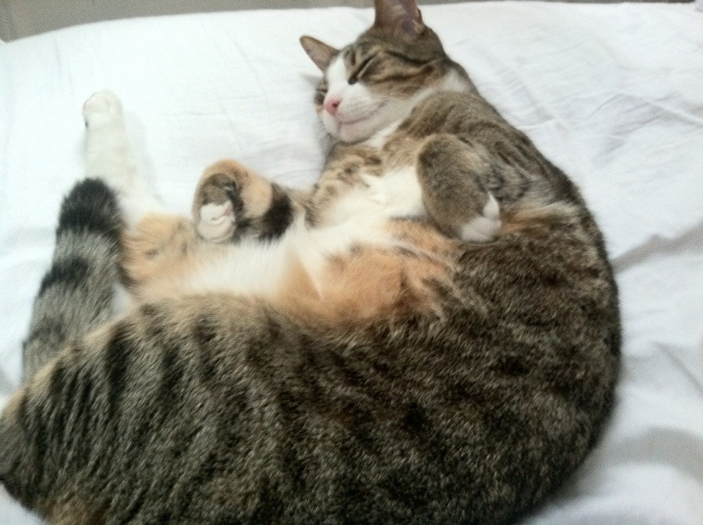 双面掌控，曼城的精密钟摆与努涅斯的淬火一击