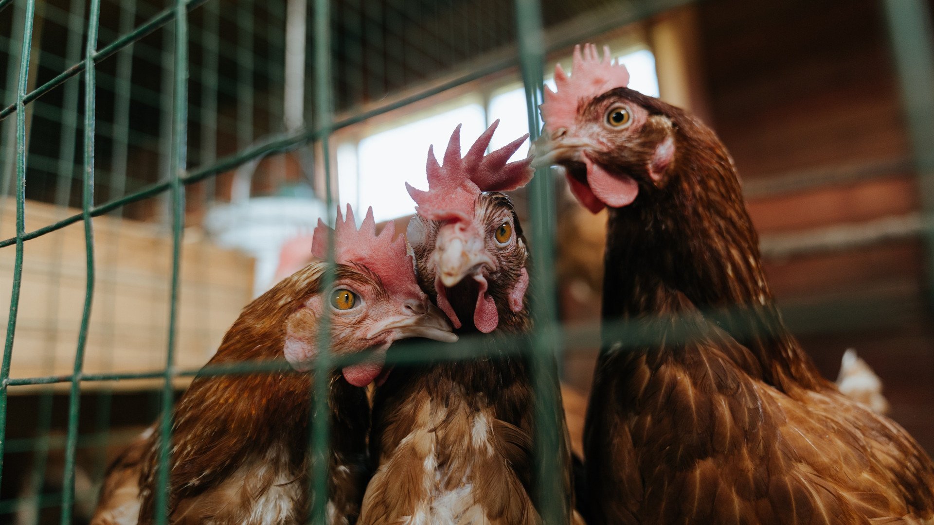 冰封赤焰，特奥的单骑破阵与沙特的奇迹燎原